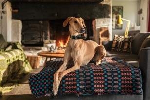 Dog-friendly escapes - Collections